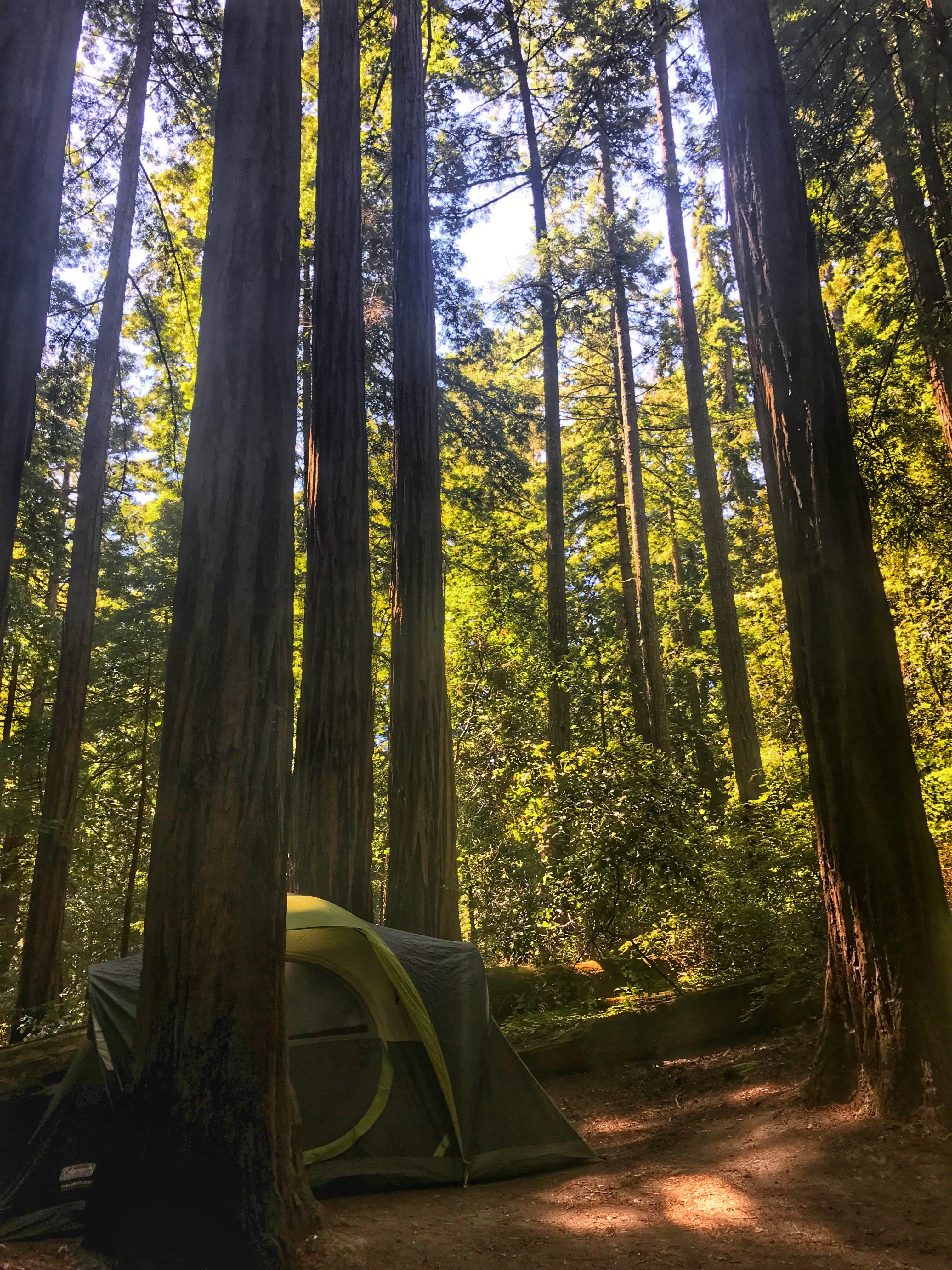 Butano clearance trail camp