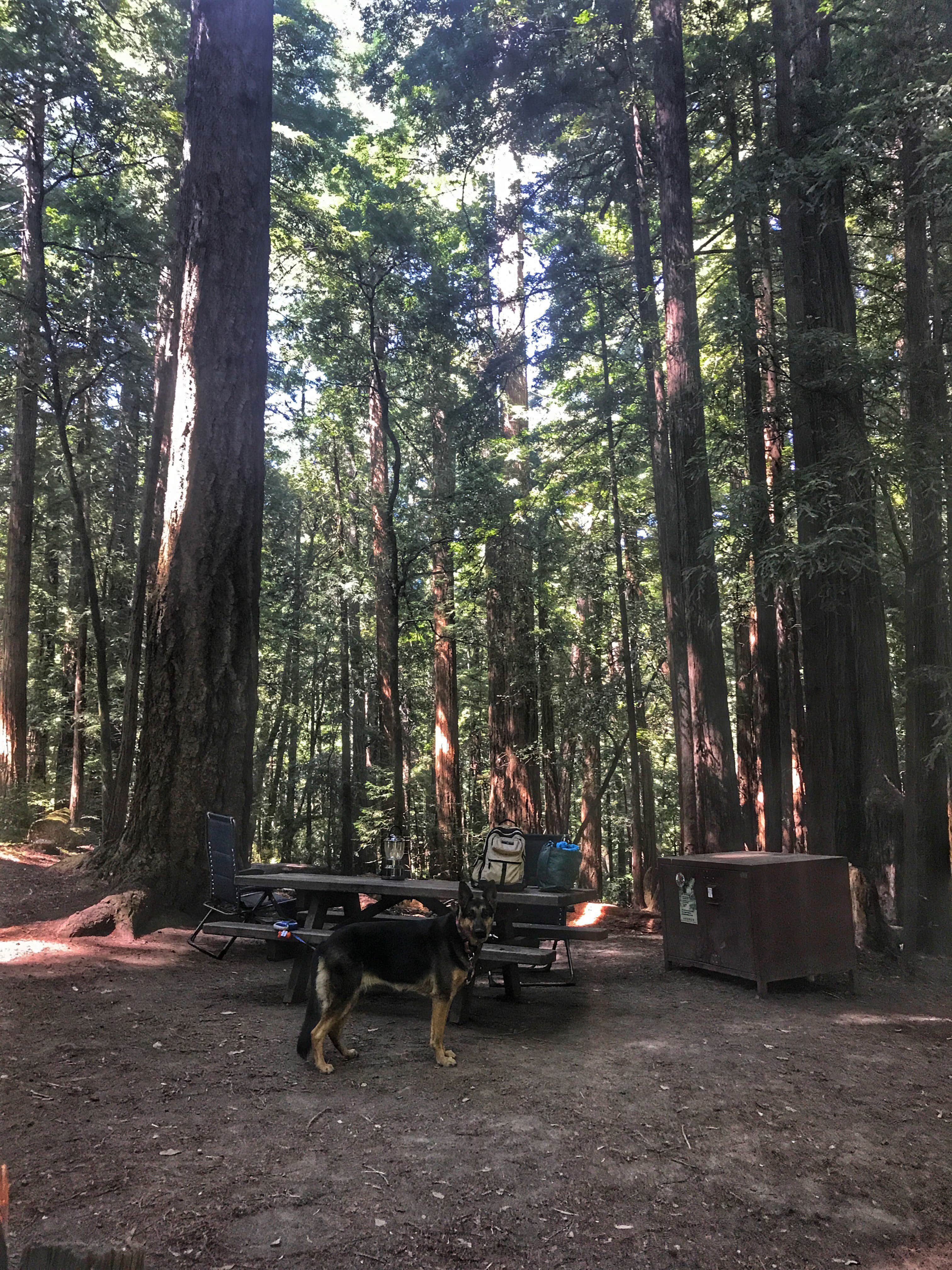 Camper submitted image from Ben Ries Campground — Butano State Park - CLOSED INDEFINITELY - 4