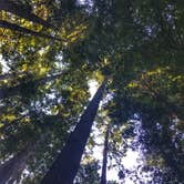 Review photo of Ben Ries Campground — Butano State Park - CLOSED INDEFINITELY by Kelly S., May 31, 2017