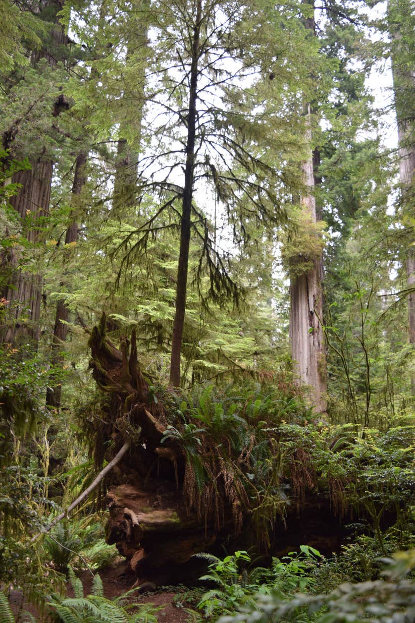 Jedediah Smith Campground Camping | The Dyrt