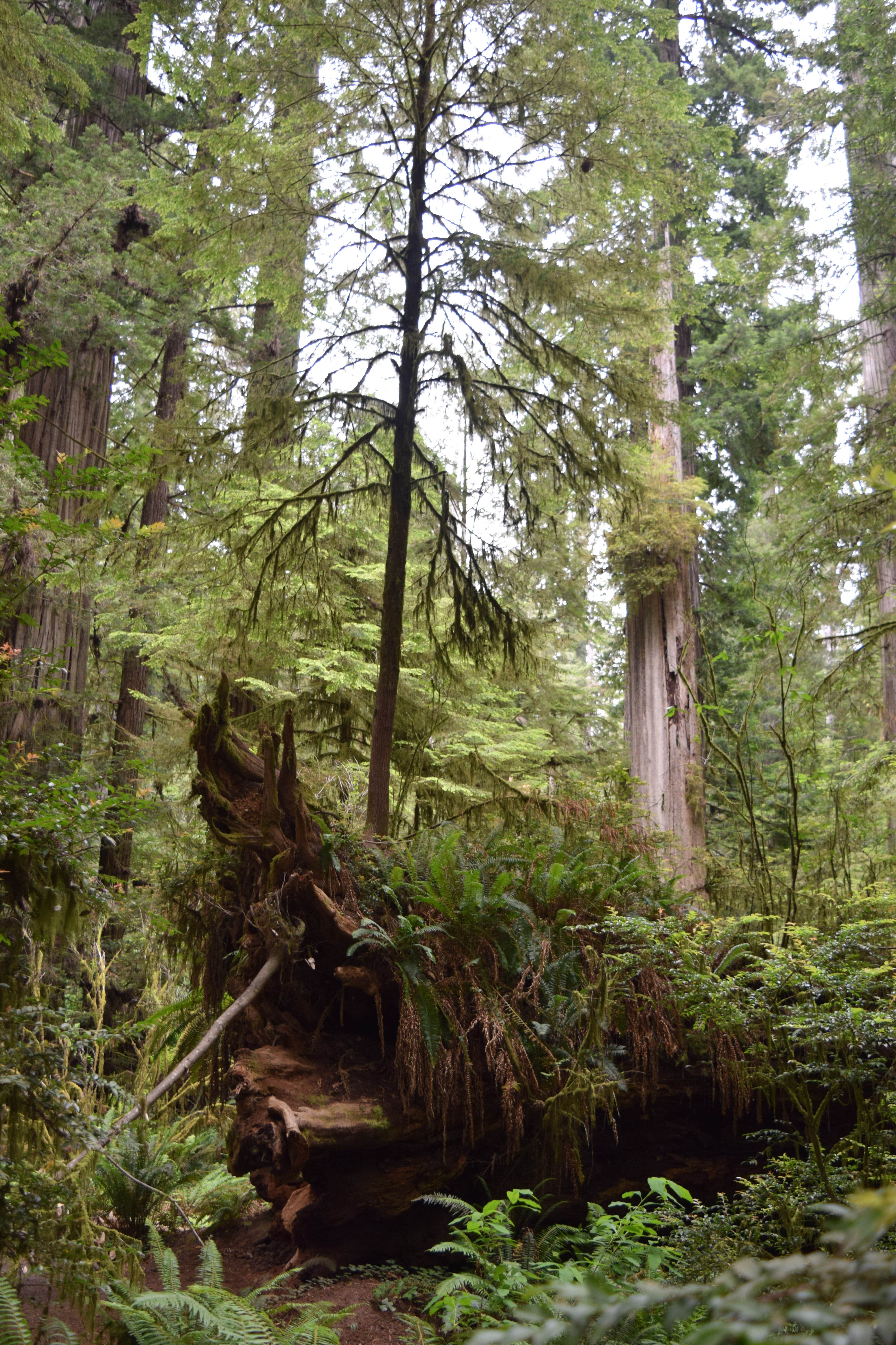 Camper submitted image from Jedidiah Smith Campground — Redwood National Park - 2