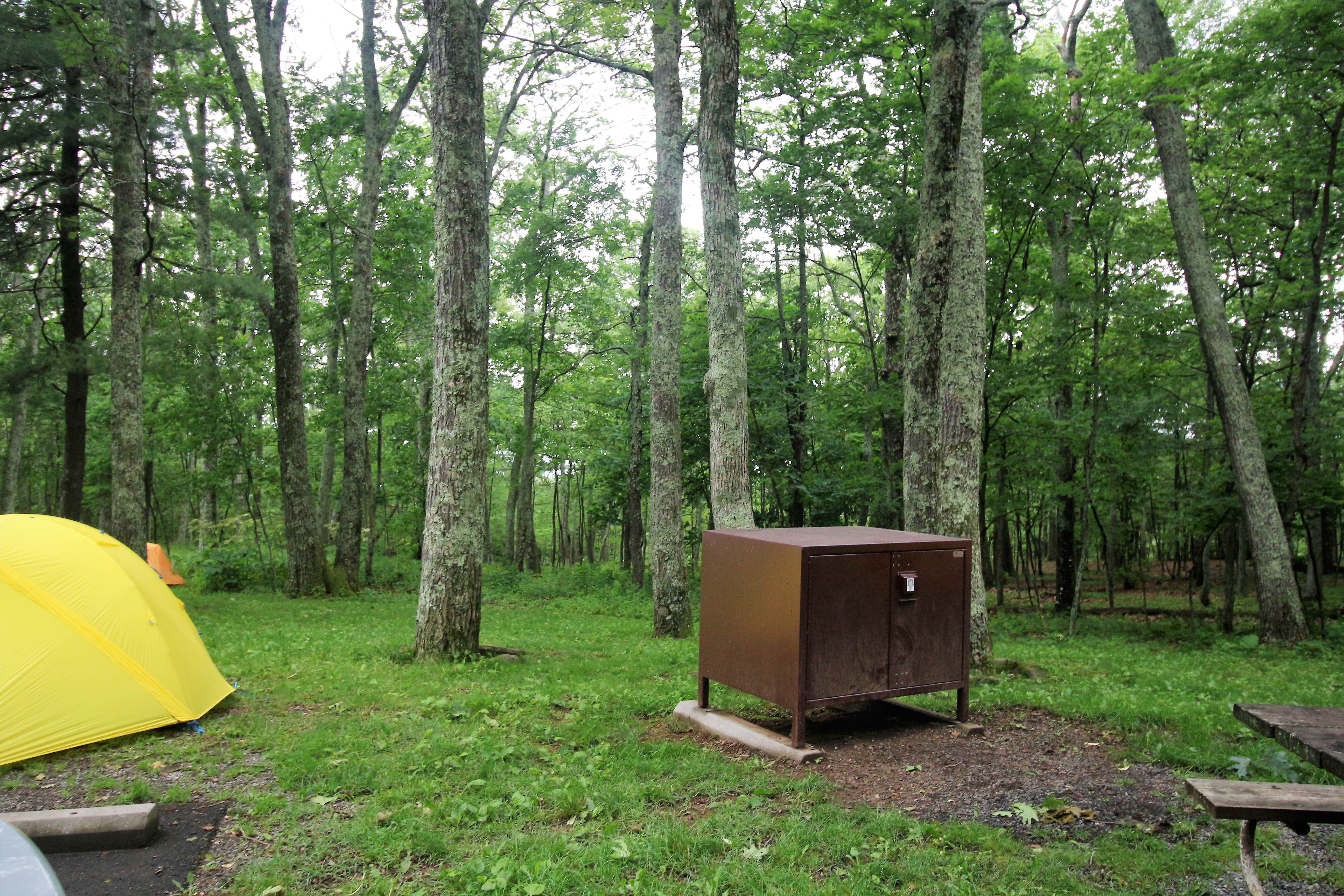 Elliott B.'s photo at Lewis Mountain Campground — Shenandoah National Park near Shenandoah, VA