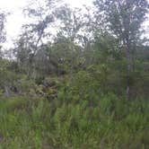 Review photo of Oak Ridge Primitive Campground by Elliott B., July 11, 2017
