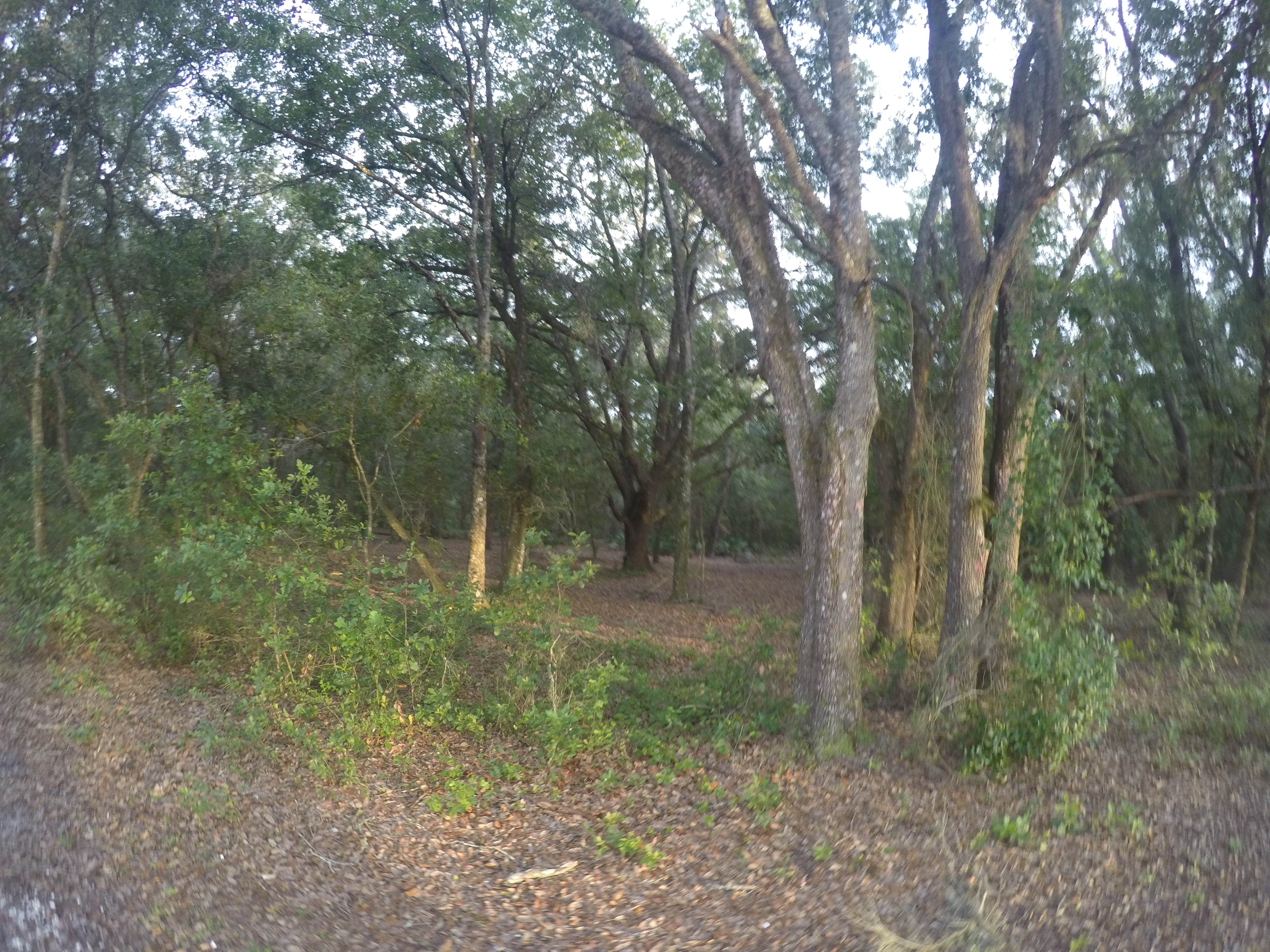 Camper submitted image from Oak Ridge Primitive Campground - 2