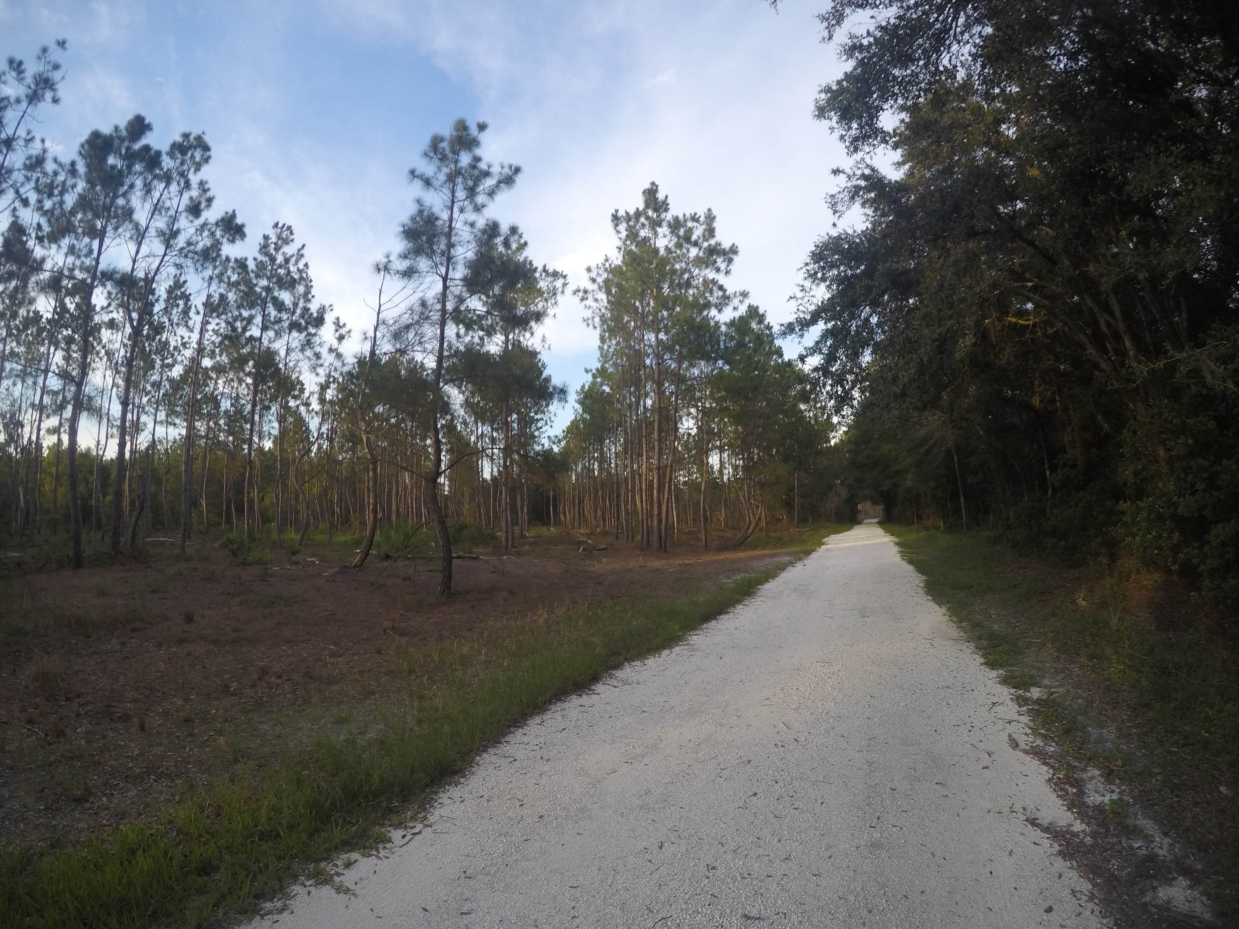 Camper submitted image from Oak Ridge Primitive Campground - 5