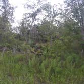 Review photo of Oak Ridge Primitive Campground by Elliott B., July 11, 2017
