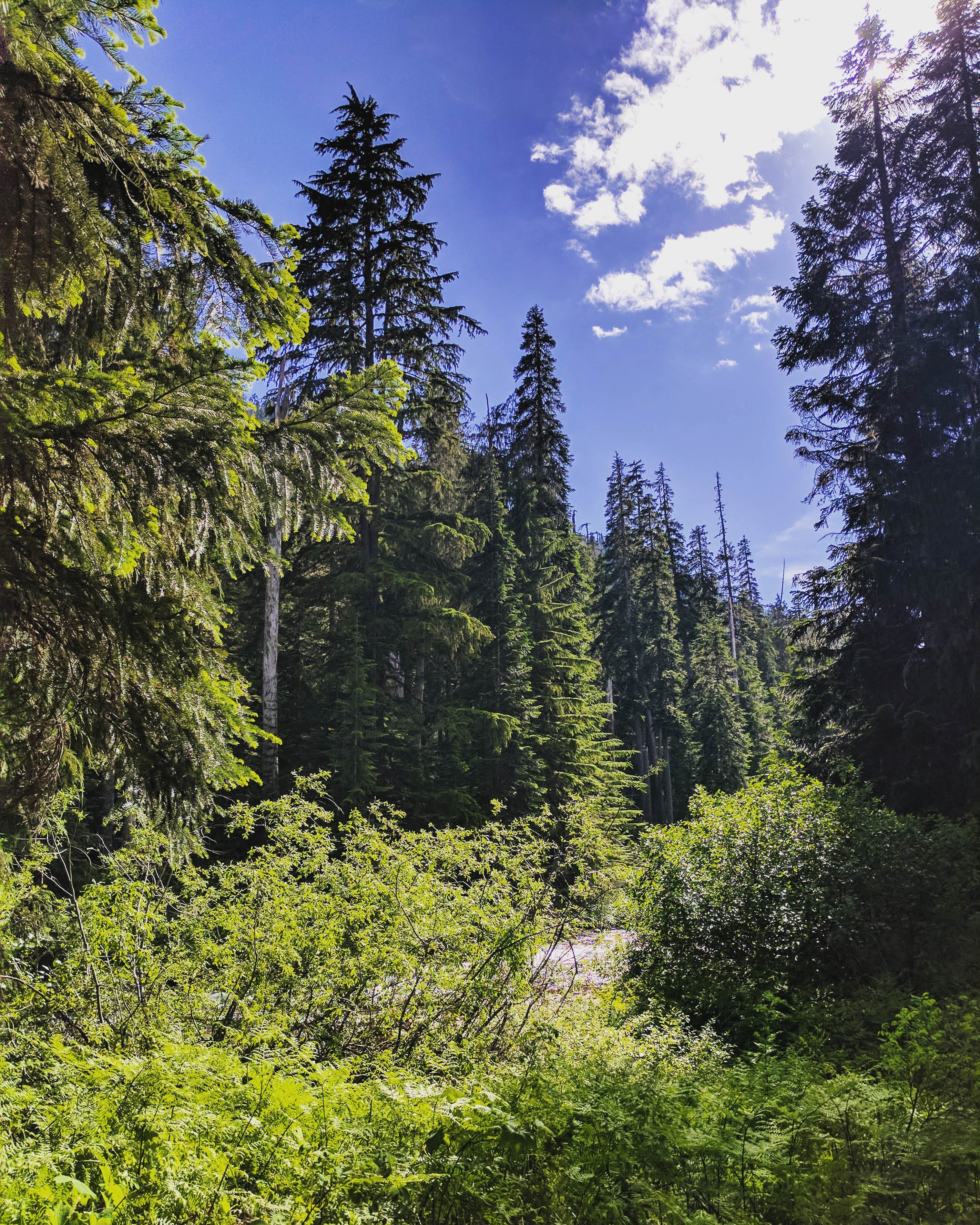 Camper submitted image from Soda Springs - 1