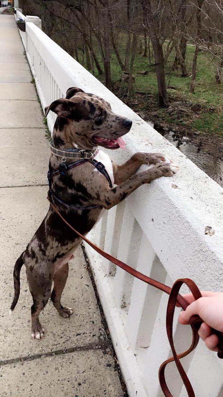 Sarah L.'s photo of camping with pets at Fort Washington State Park Campground near Wilmington, DE