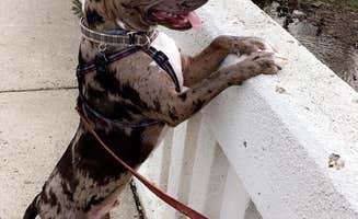 Sarah L.'s photo of camping with pets at Fort Washington State Park Campground near Maple Glen, PA
