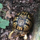 Review photo of Tar Hollow State Park Campground by Renée C., July 12, 2017