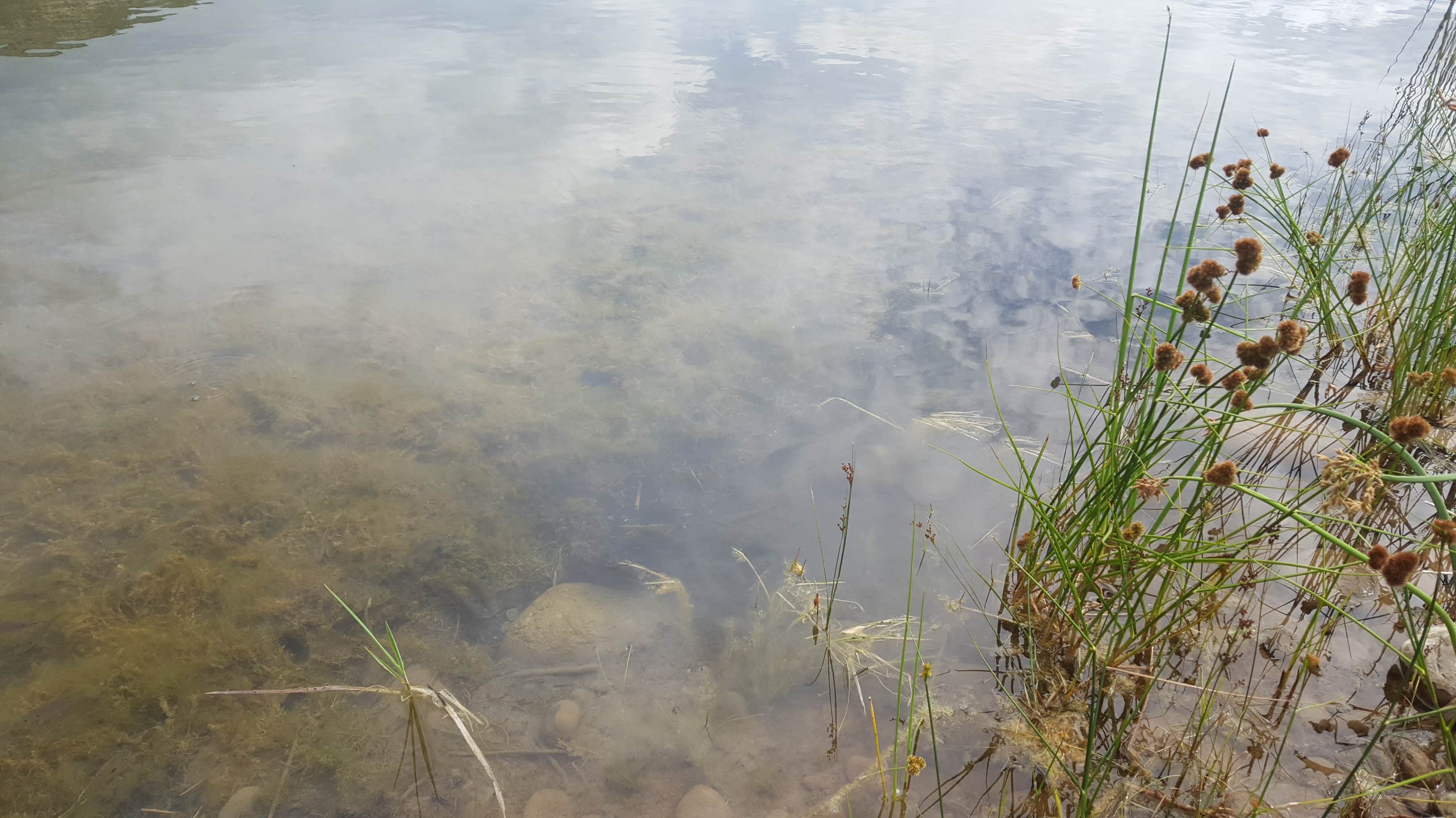 Camper submitted image from James M. Robb Colorado River — Island Acres Section Camping - 4