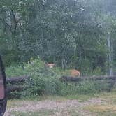 Review photo of Mud Springs Campground by Melissa K., July 13, 2017