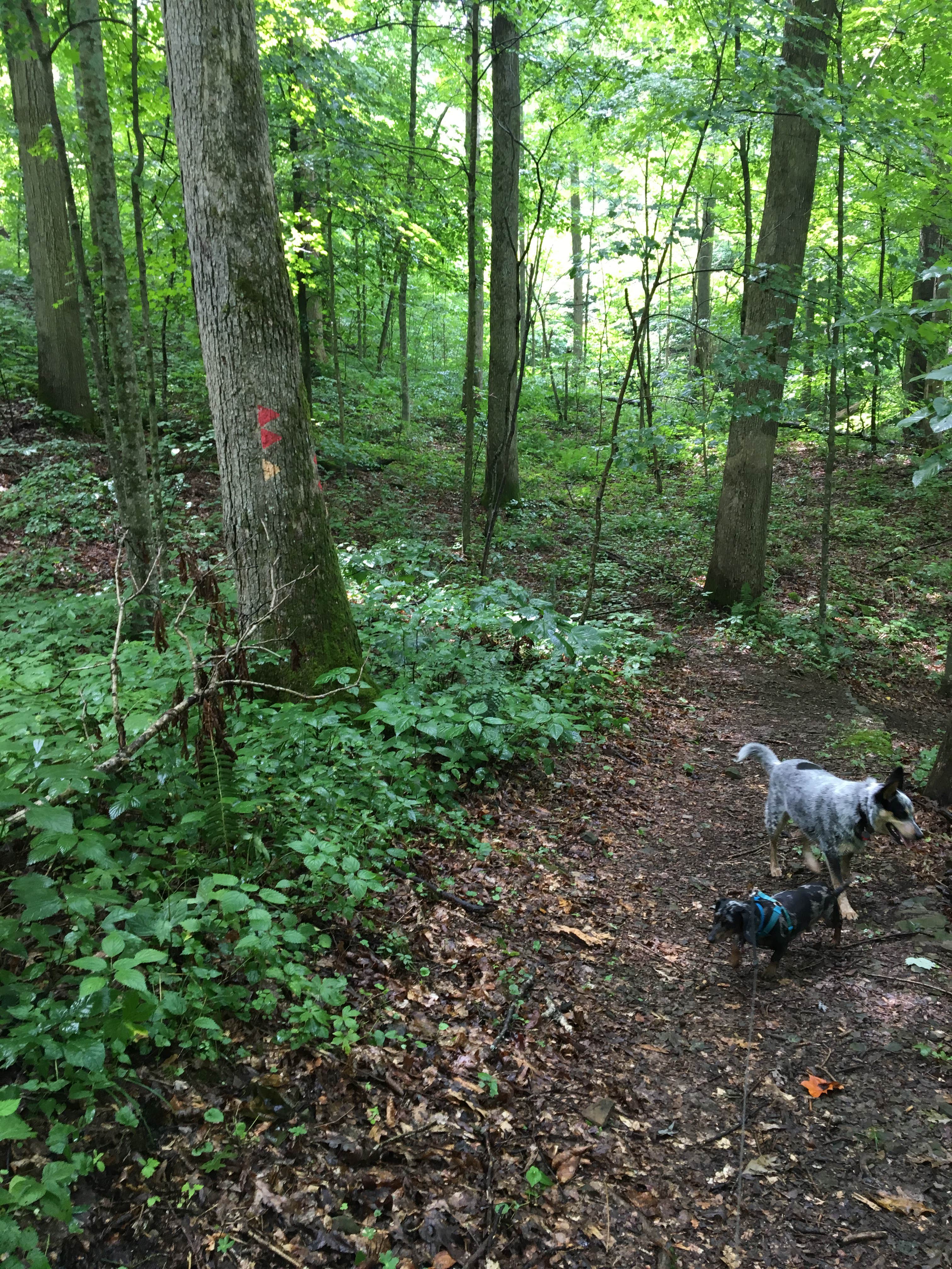 Camper-submitted photo at Shawnee State Forest Backpack Trail Campsites near Bainbridge, OH