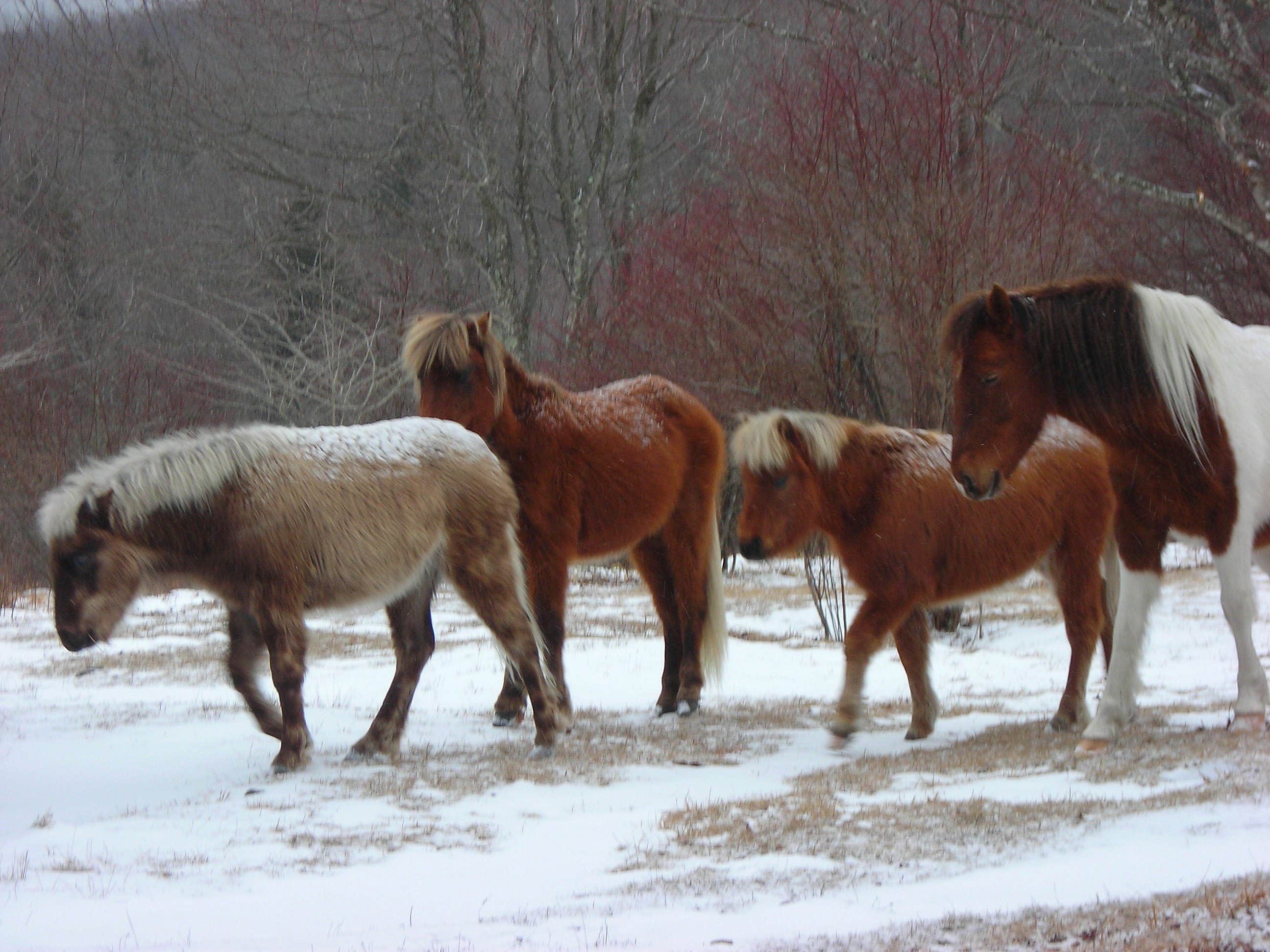 Sarah C.'s photo of camping with a horse at Chestnut Hollow Horse Campground — Grayson Highlands State Park near Cana, VA
