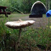 Review photo of Bond Falls Campground by Bruce B., April 28, 2015
