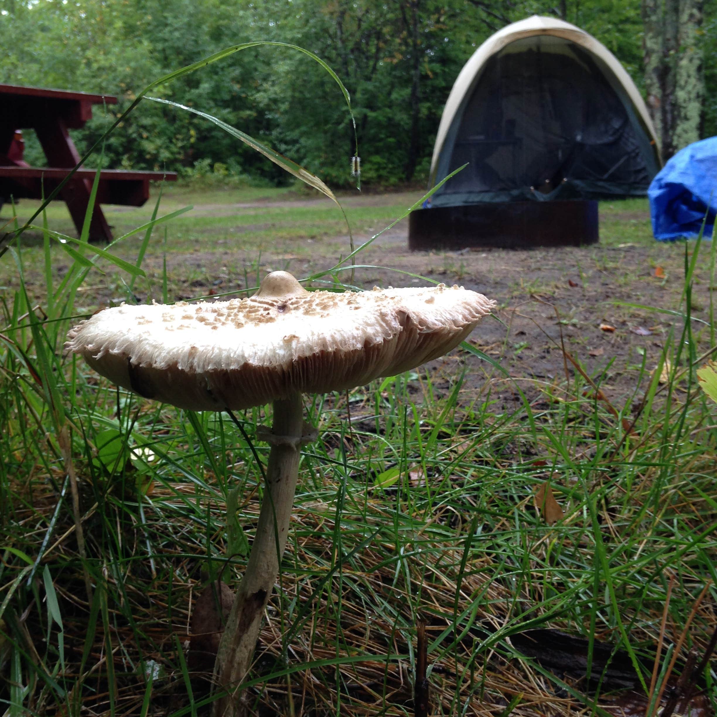 Camper submitted image from Bond Falls Campground - 2