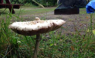 Bruce B.'s photo at Bond Falls Campground near Ottawa National Forest