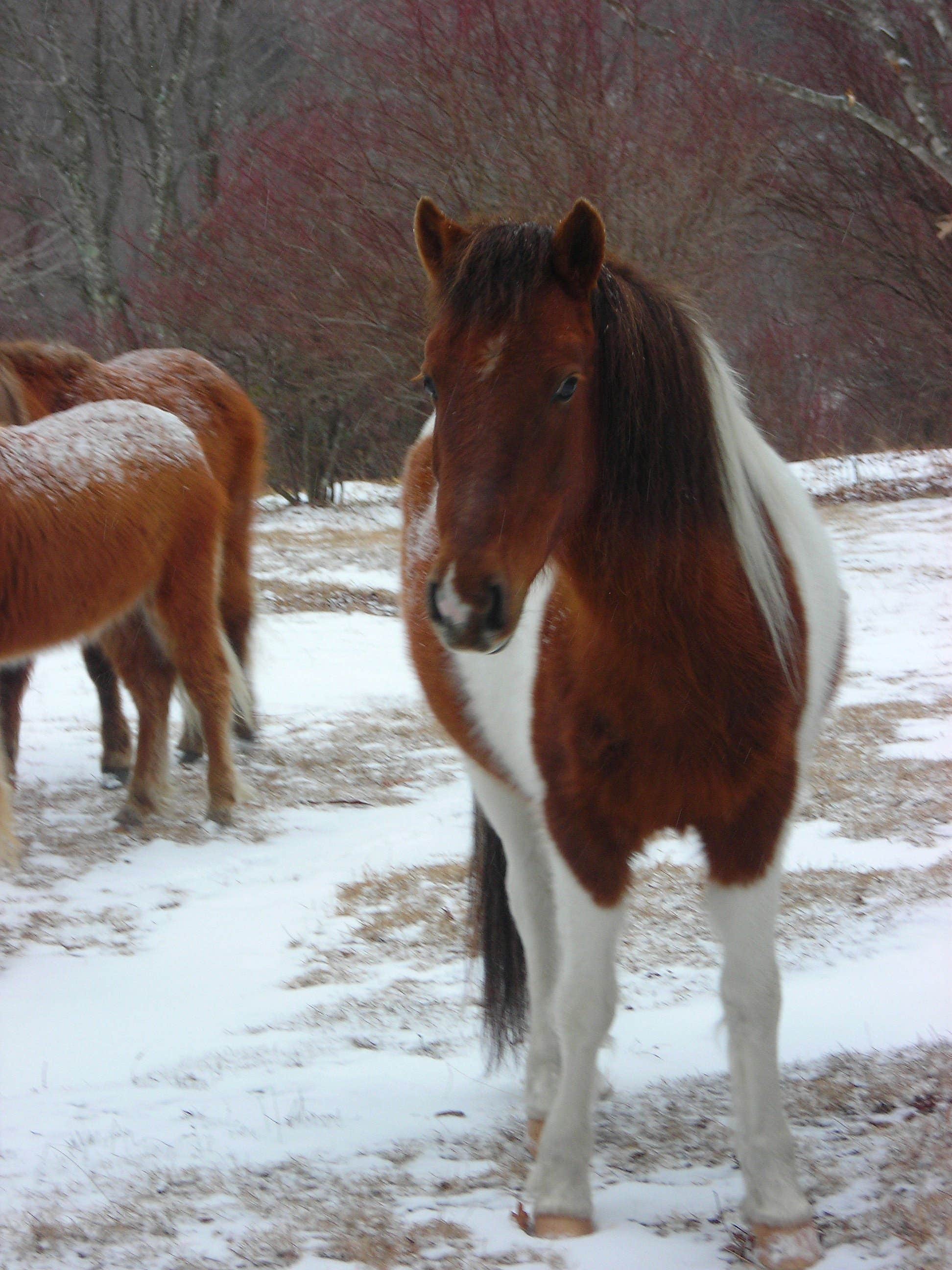Sarah C.'s photo of camping with a horse at Chestnut Hollow Horse Campground — Grayson Highlands State Park near Vilas, NC