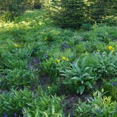 Review photo of Shadow Mountain Dispersed Camping by Daniel  B., July 14, 2017