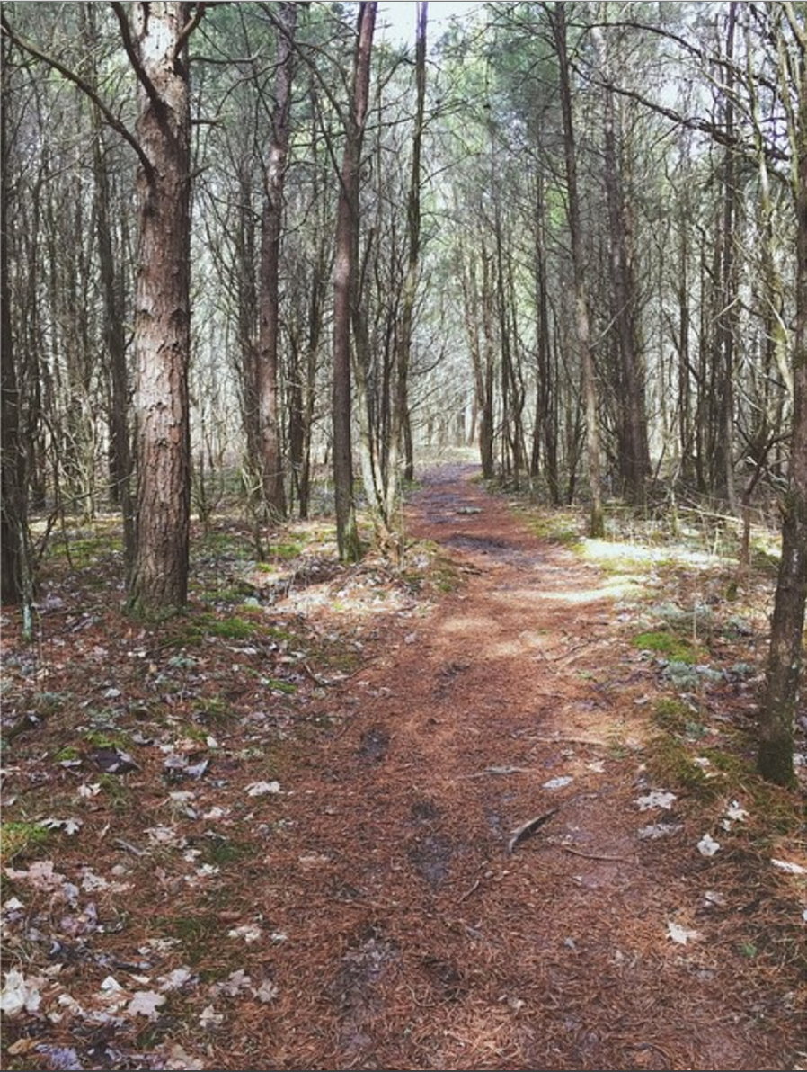 Camper submitted image from Cedars of Lebanon State Park Campground - 5