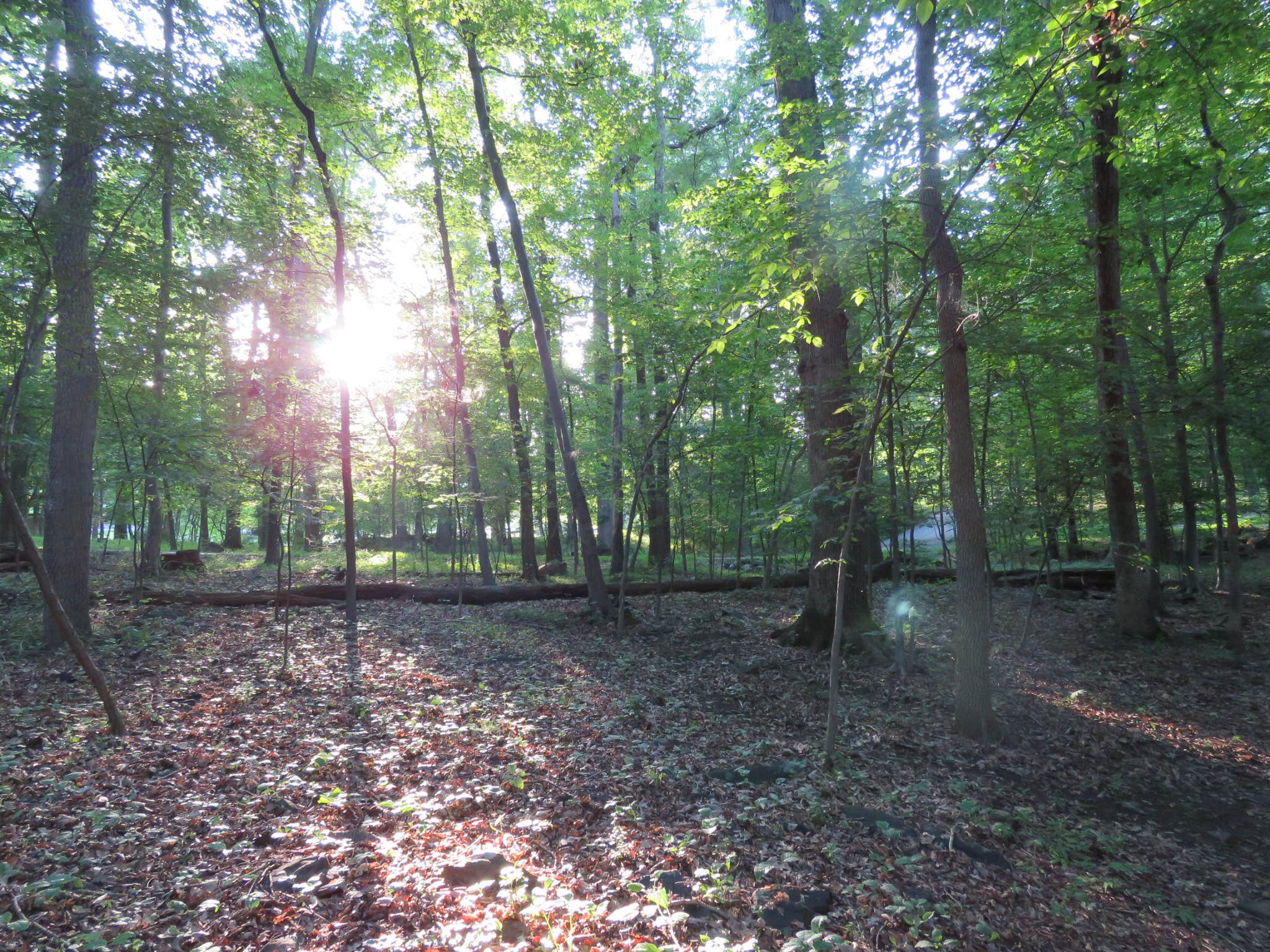 Nature