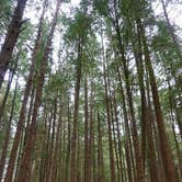 Review photo of Mosquito Creek — Olympic National Park by Kyle M., July 14, 2017