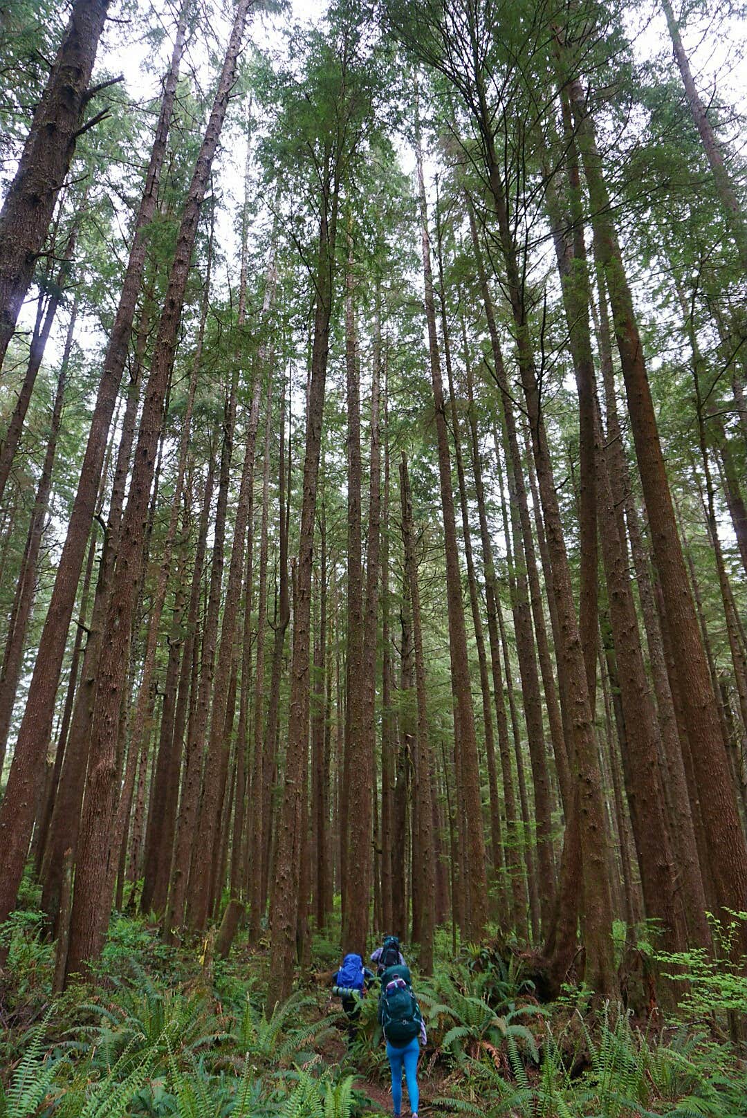 Camper submitted image from Mosquito Creek — Olympic National Park - 1