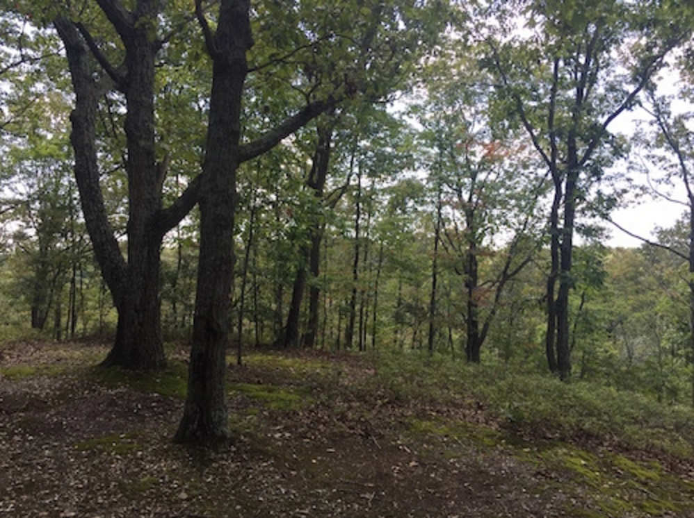 Camper-submitted photo at Campground Road Backcountry Shelter #1 — Nathan Bedford Forrest State Park near Eva, TN