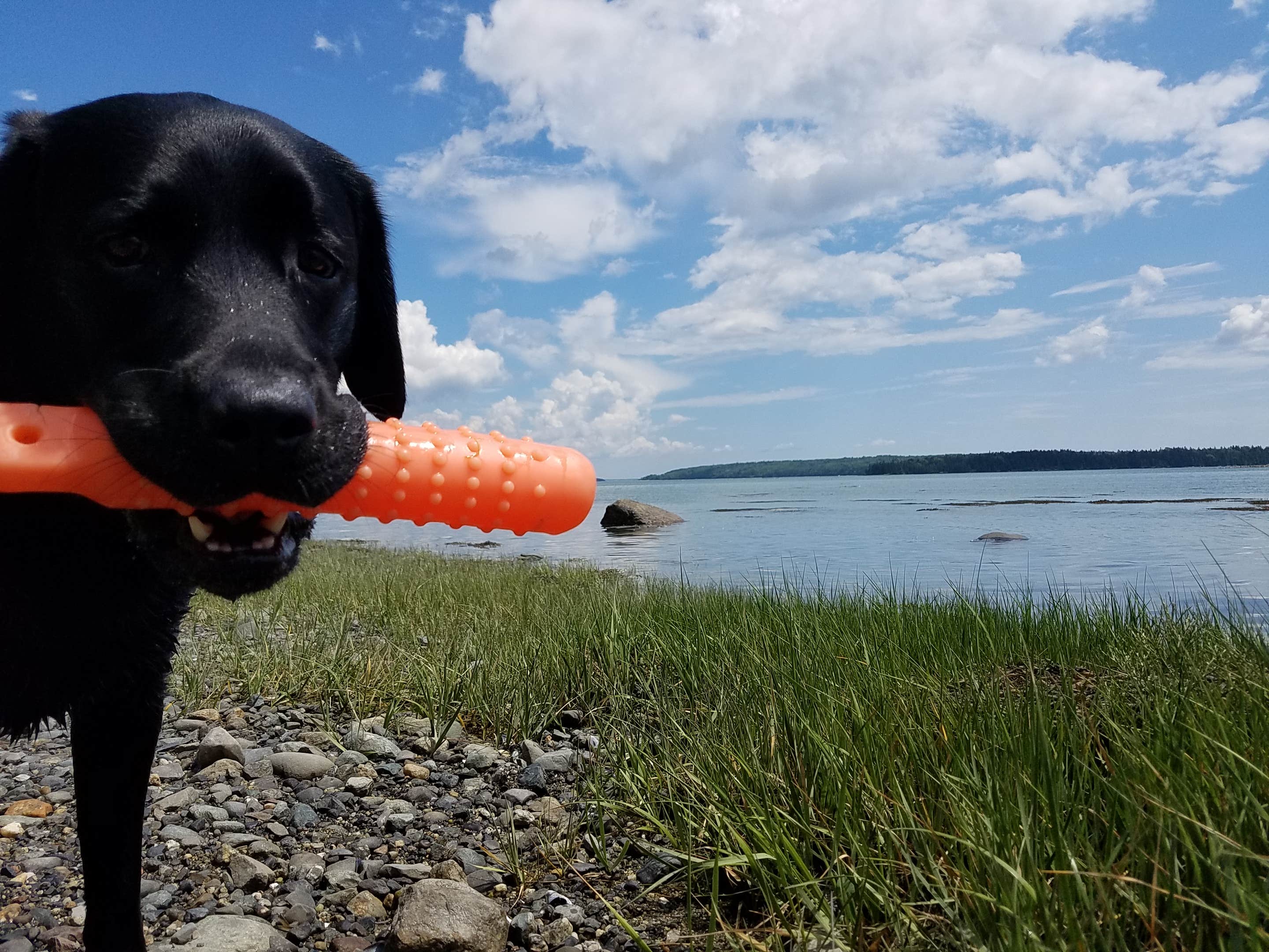 Nancy W.'s photo of camping with pets at Narrows Too Camping Resort near Stonington, ME