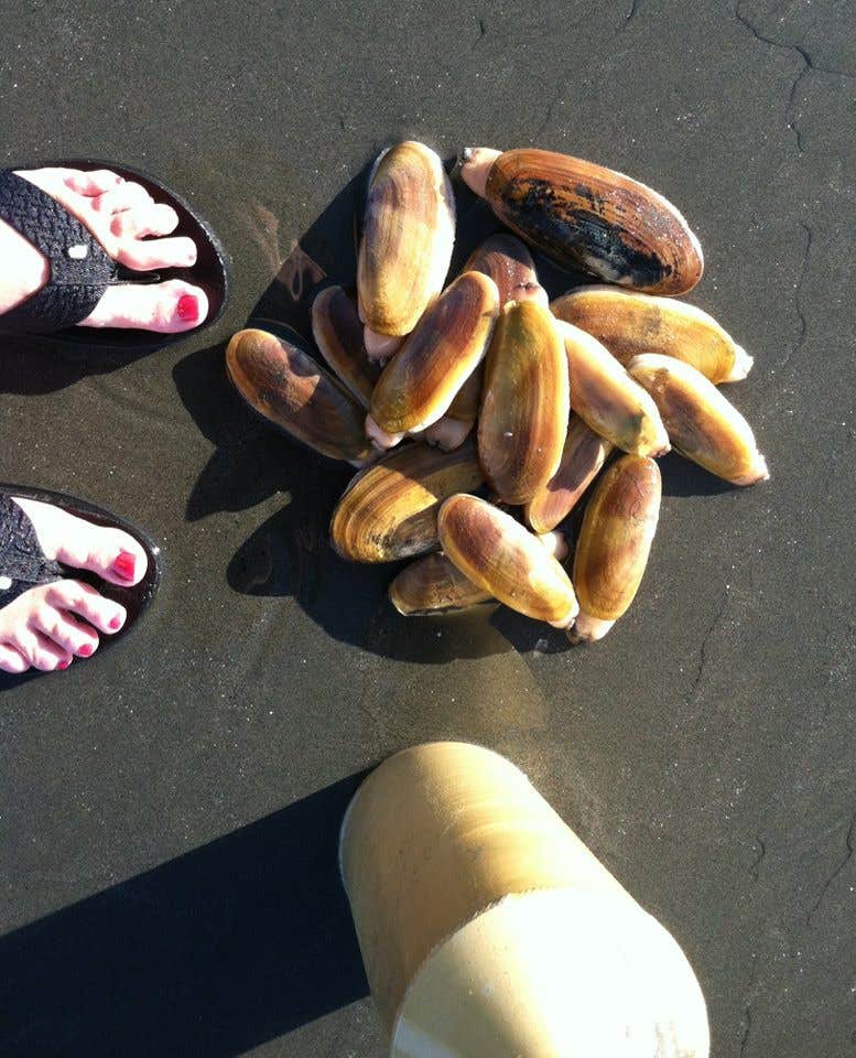 Camper submitted image from Pacific Beach State Park Campground - 4