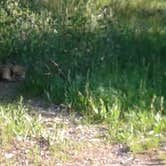 Review photo of Jenny Lake Campground — Grand Teton National Park by Allison H., July 14, 2017
