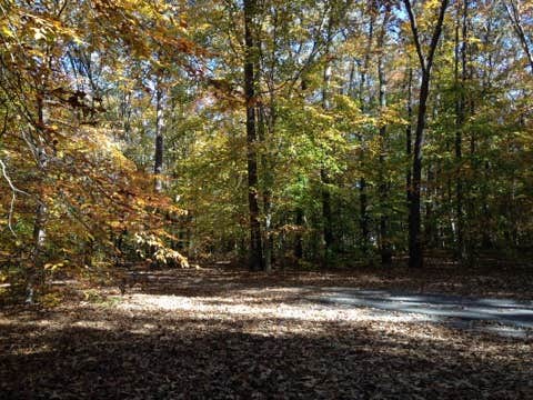 Camper submitted image from Tuckahoe State Park Campground - 2