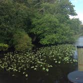 Review photo of Shad Landing Campground by Jen V., July 14, 2017
