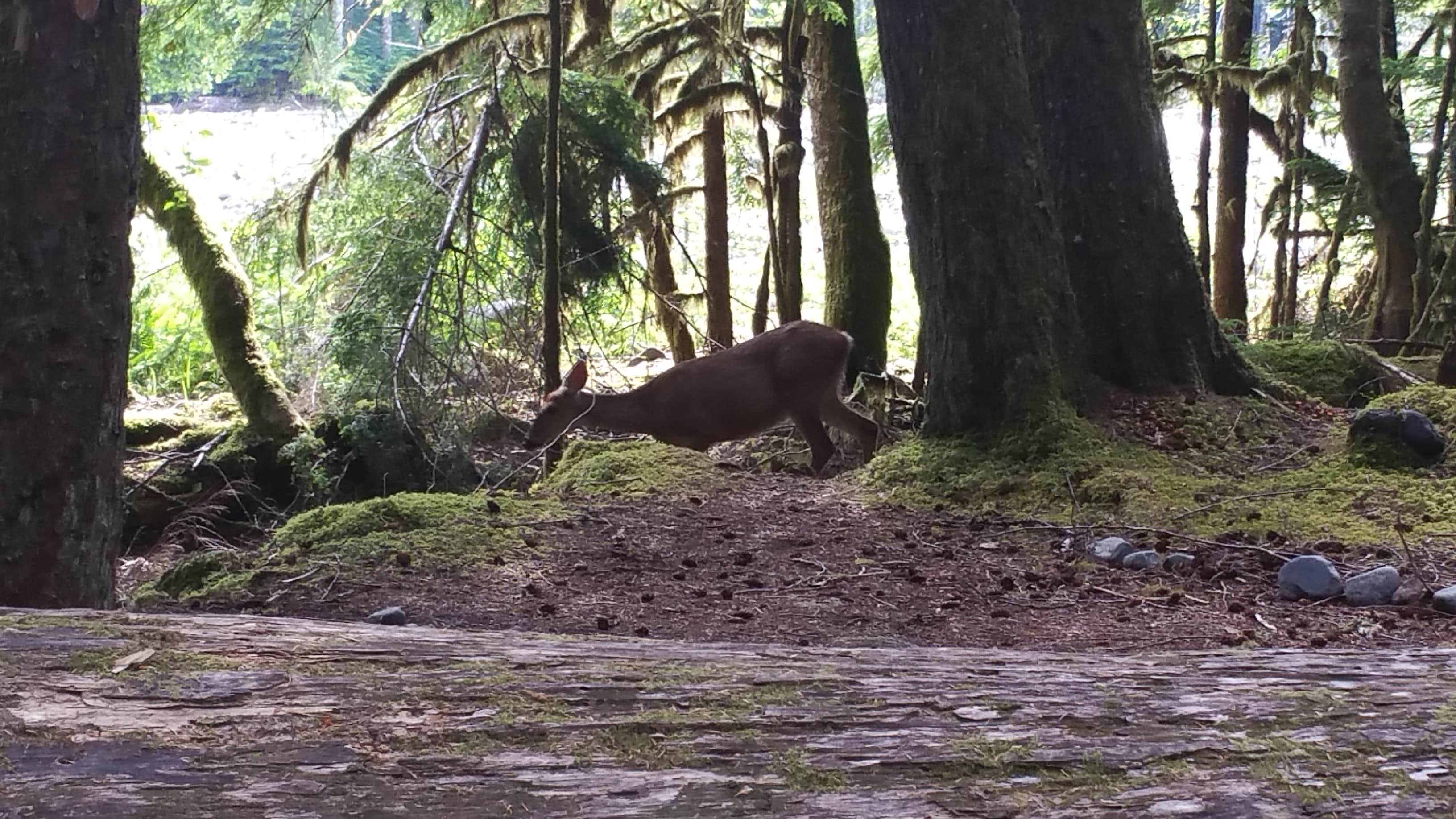 Camper submitted image from Ipsut Creek Camp — Mount Rainier National Park - 5