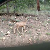 Review photo of Indian Creek Equestrian Campground by Natalie B., July 15, 2017