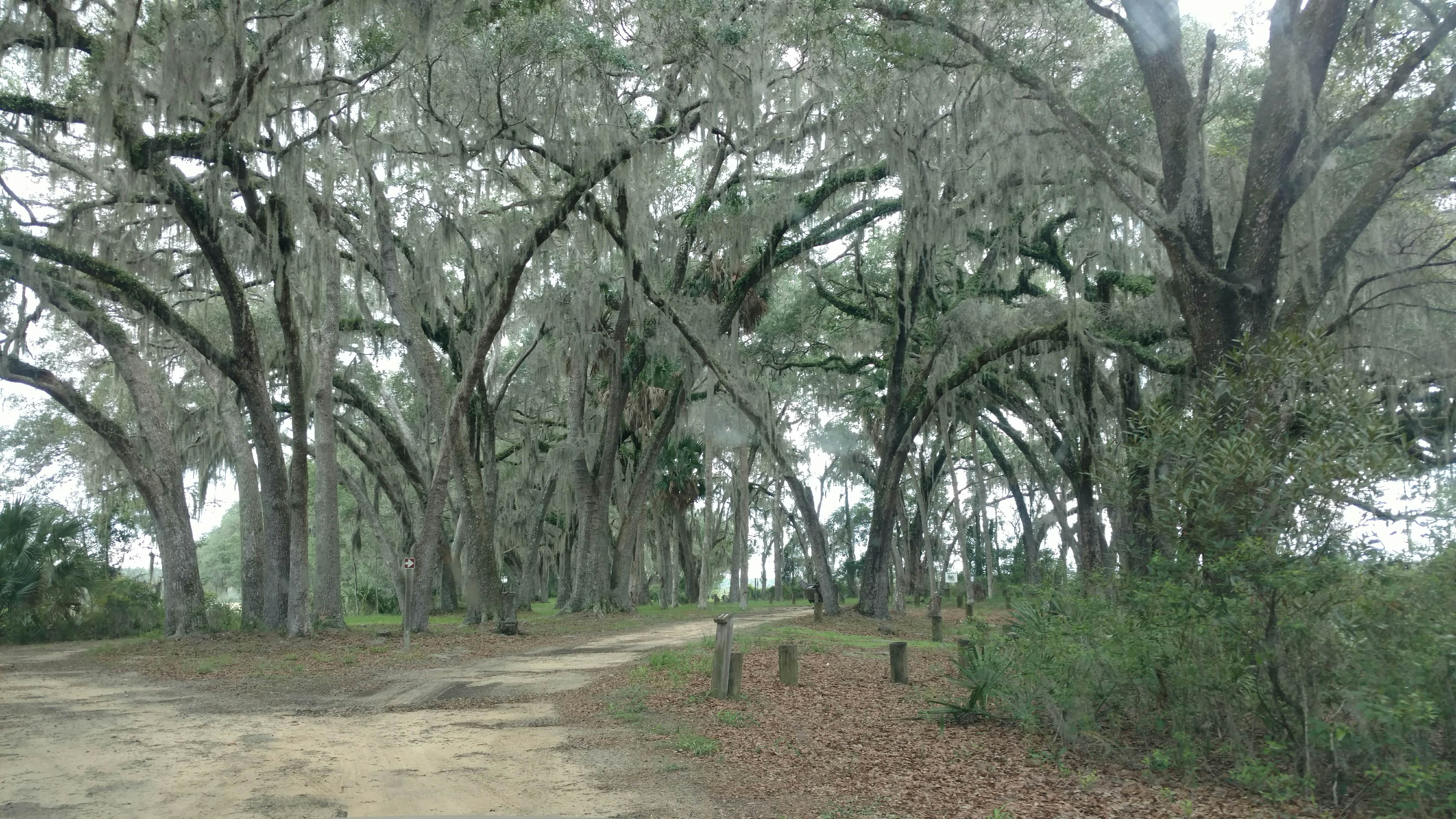 Camper submitted image from Hopkins Prairie Campground — National Forests In Florida - 3