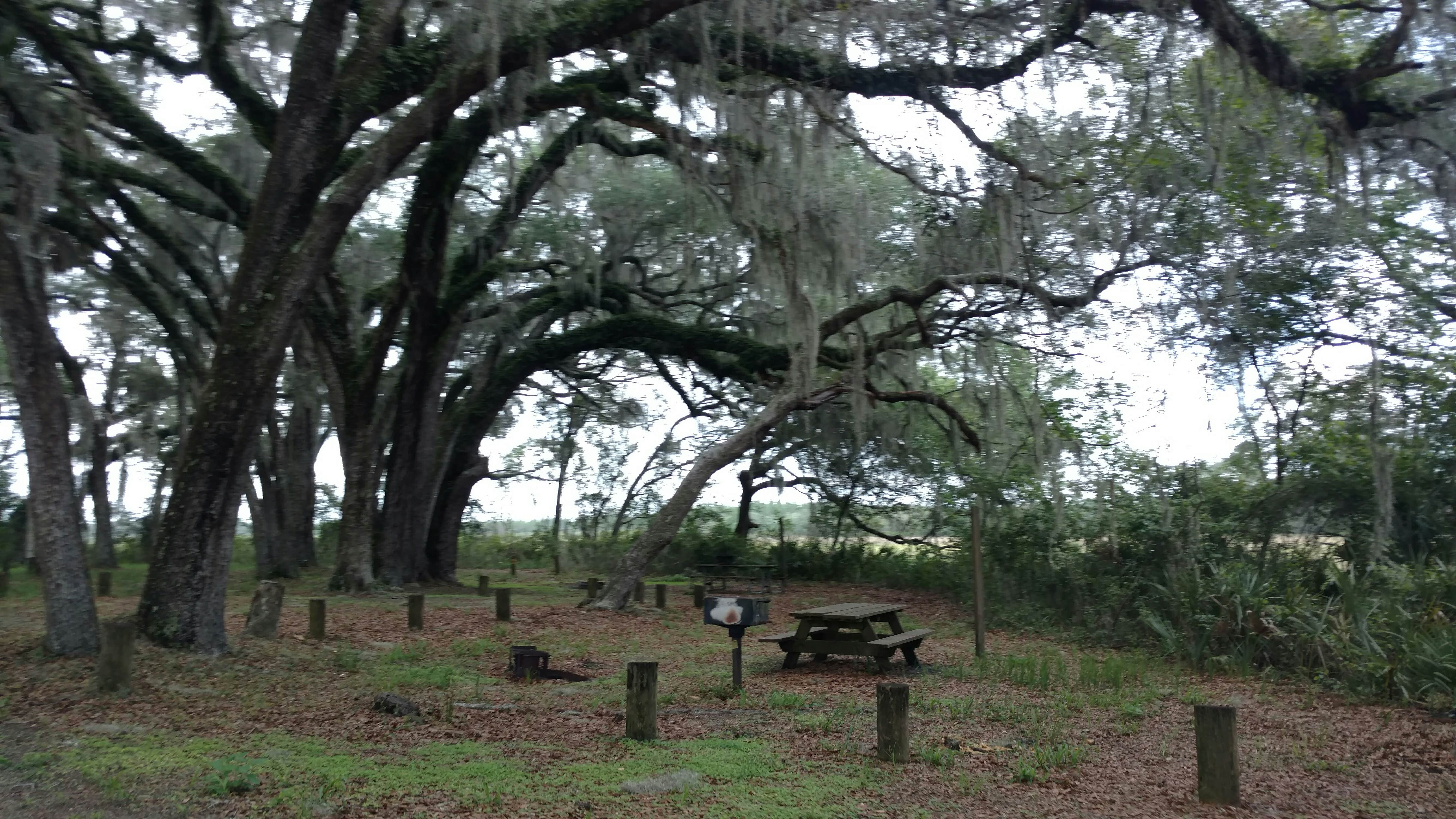 Camper submitted image from Hopkins Prairie Campground — National Forests In Florida - 4