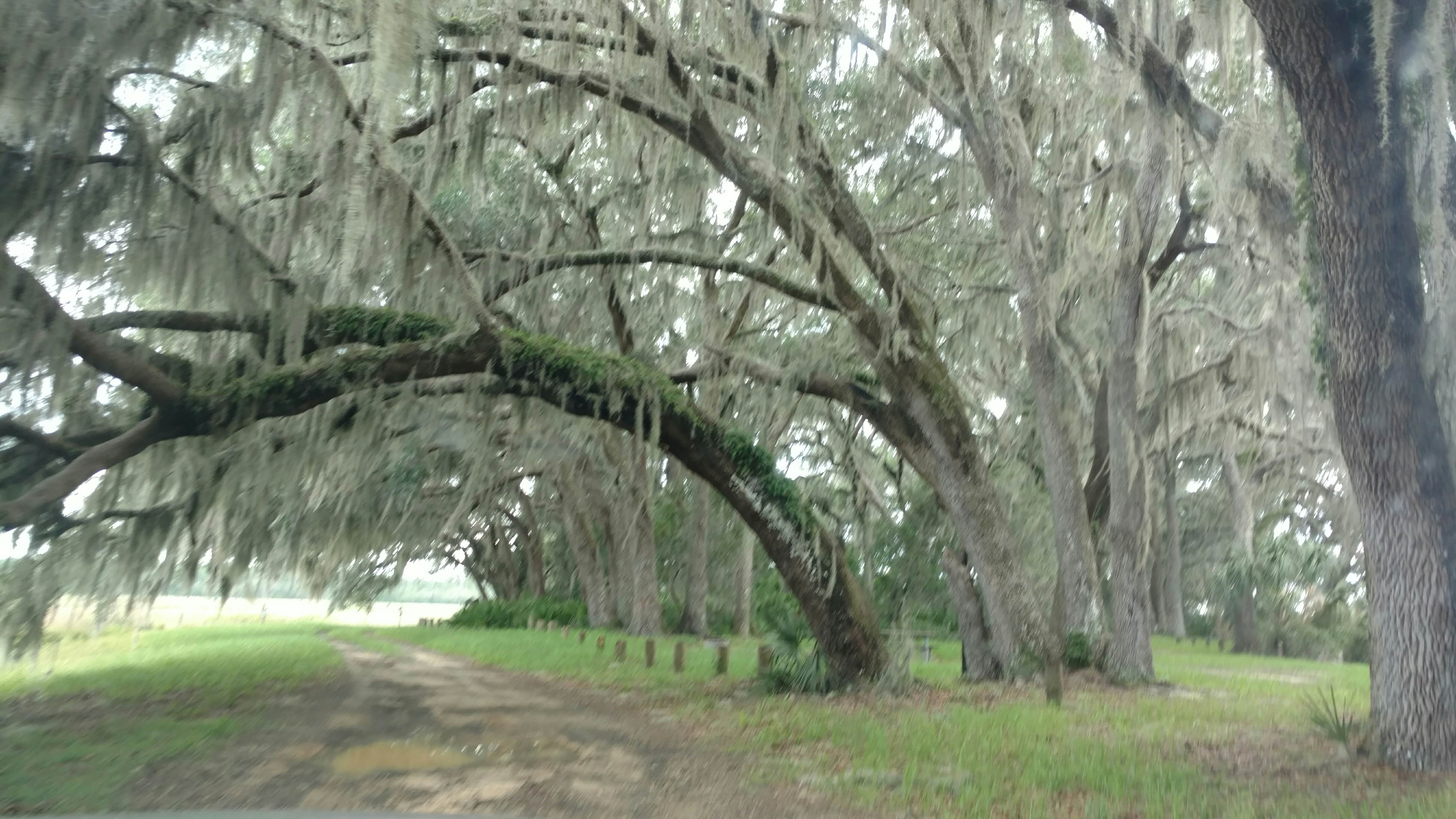 Camper submitted image from Hopkins Prairie Campground — National Forests In Florida - 1