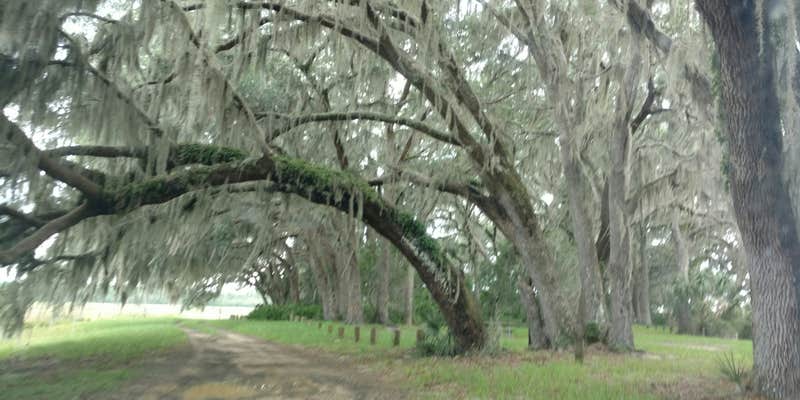 Camper submitted image from Hopkins Prairie Campground — National Forests In Florida