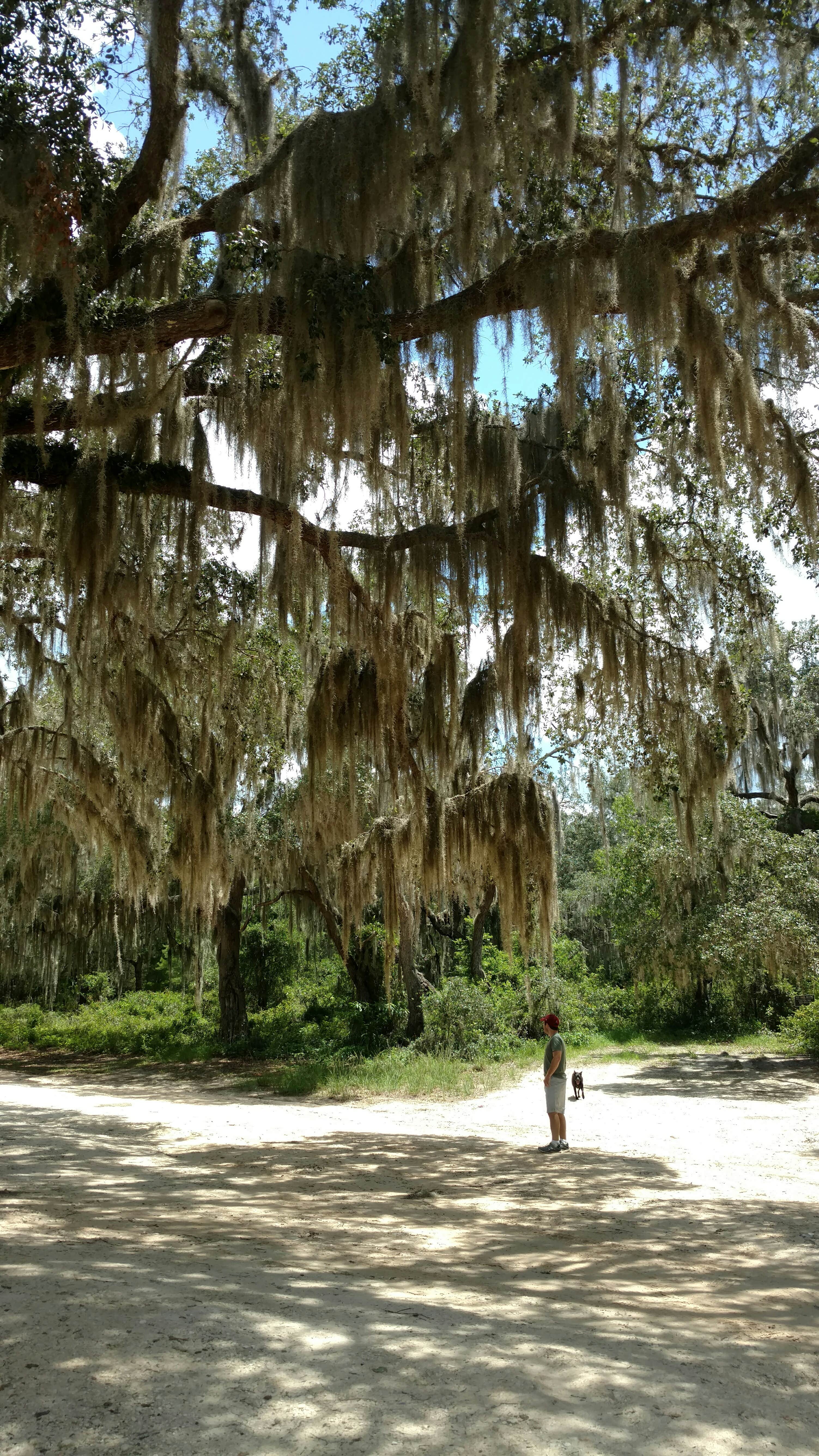Camper submitted image from Hopkins Prairie Campground — National Forests In Florida - 2