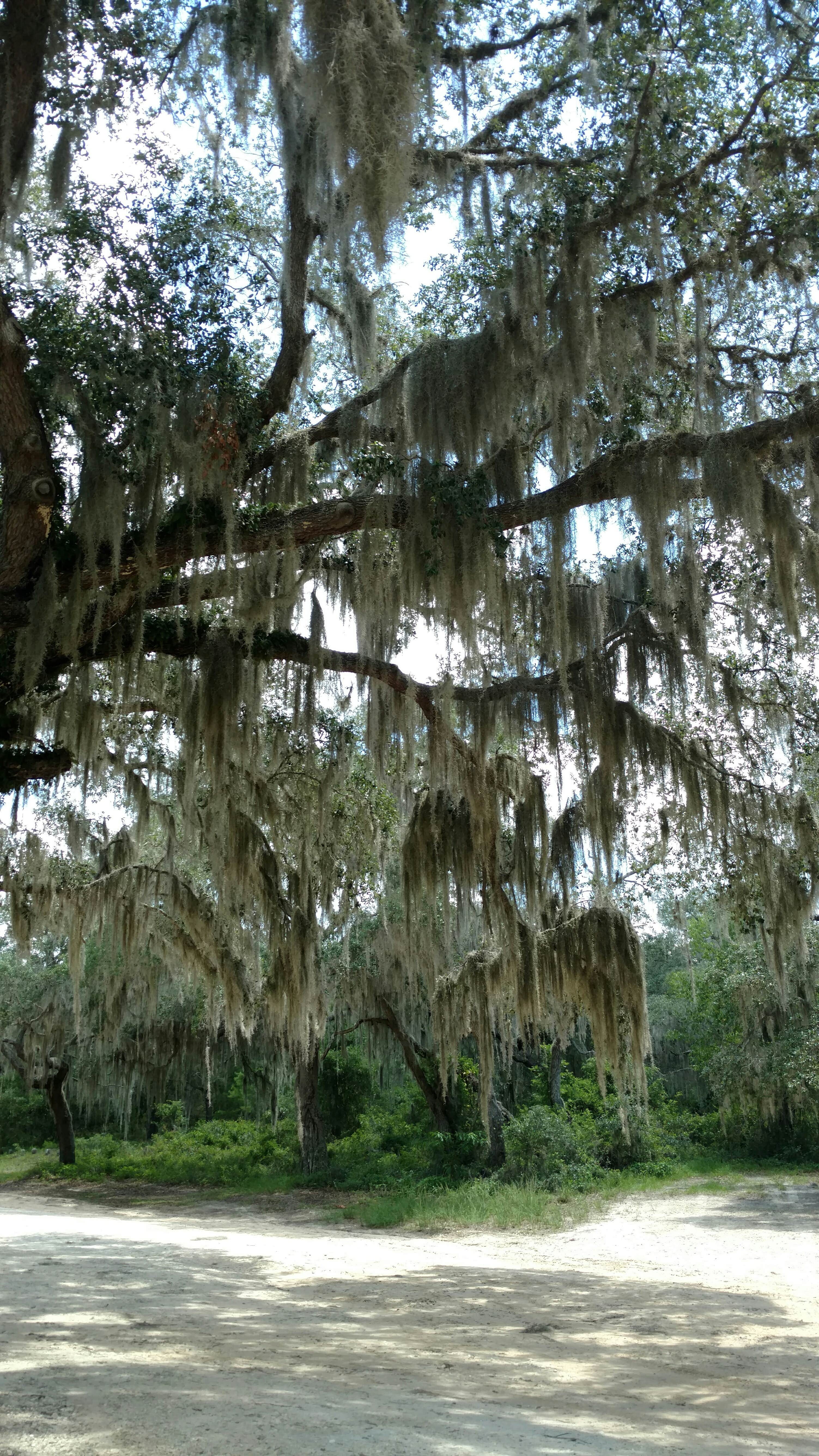 Camper-submitted photo at Hopkins Prairie Campground — National Forests In Florida near Ocala National Forest