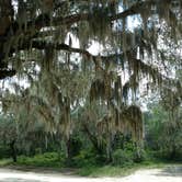 Review photo of Hopkins Prairie Campground — National Forests In Florida by Natalie B., July 15, 2017