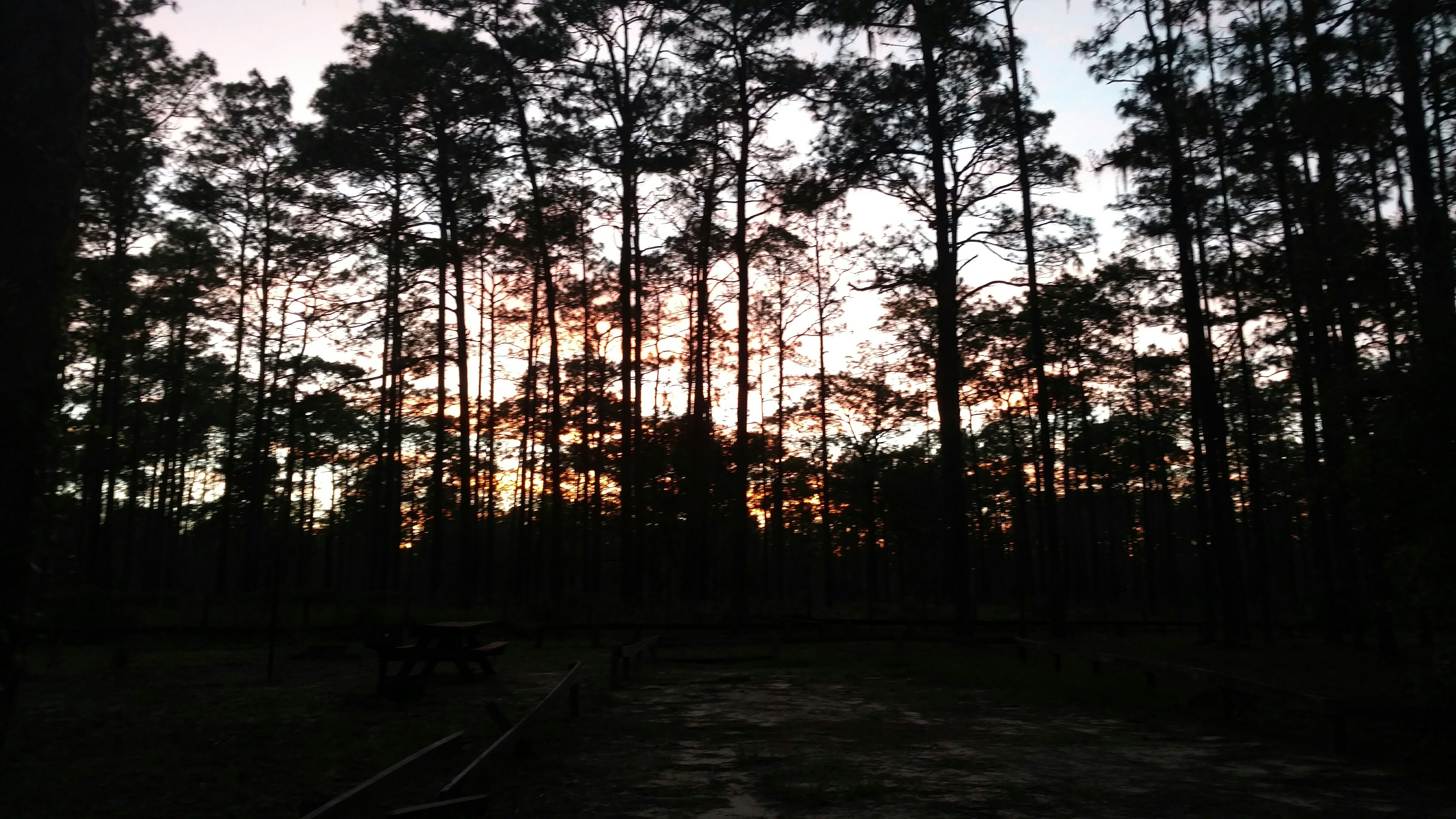 Camper submitted image from Lake Delancy Recreation Area - 2