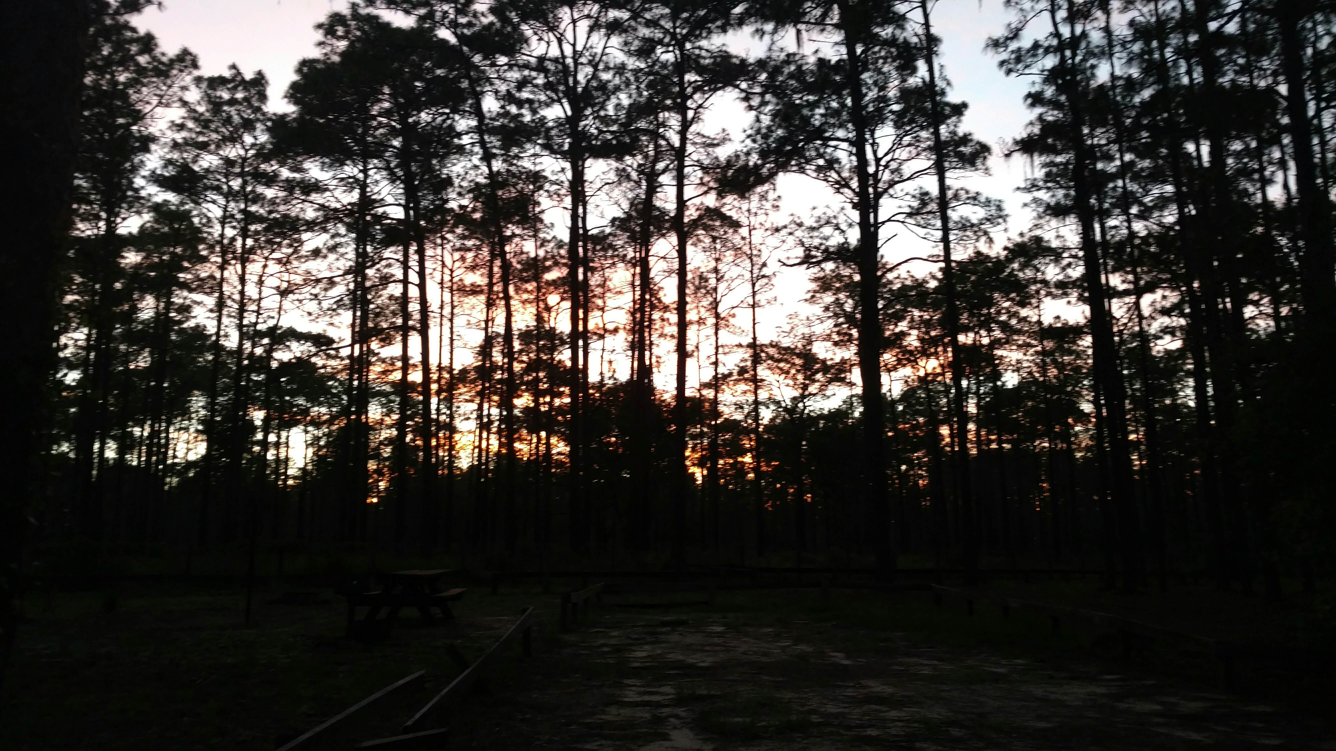 Camper submitted image from Lake Delancy West Campground - 2