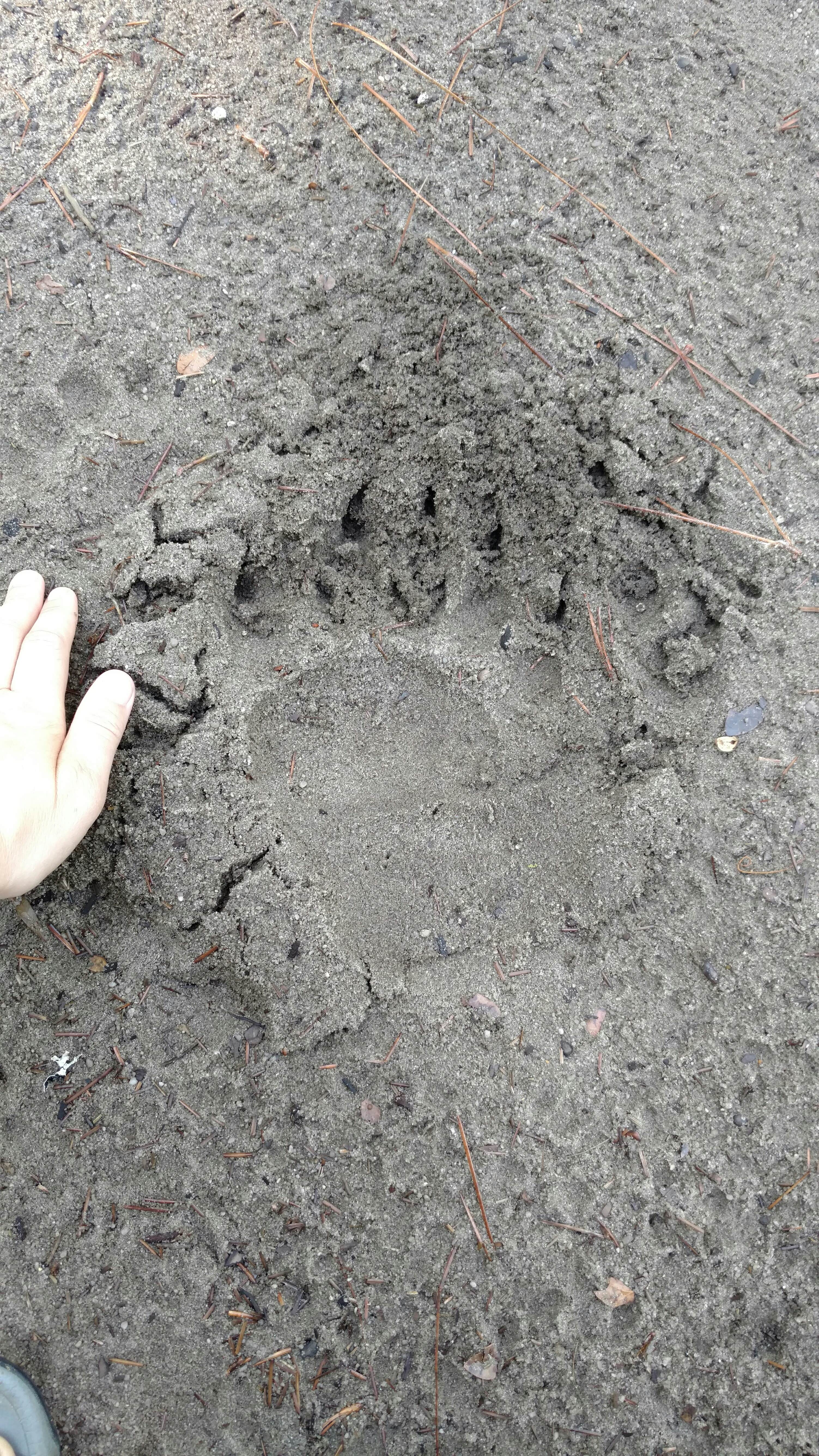 Camper submitted image from Lake Delancy West Campground - 3