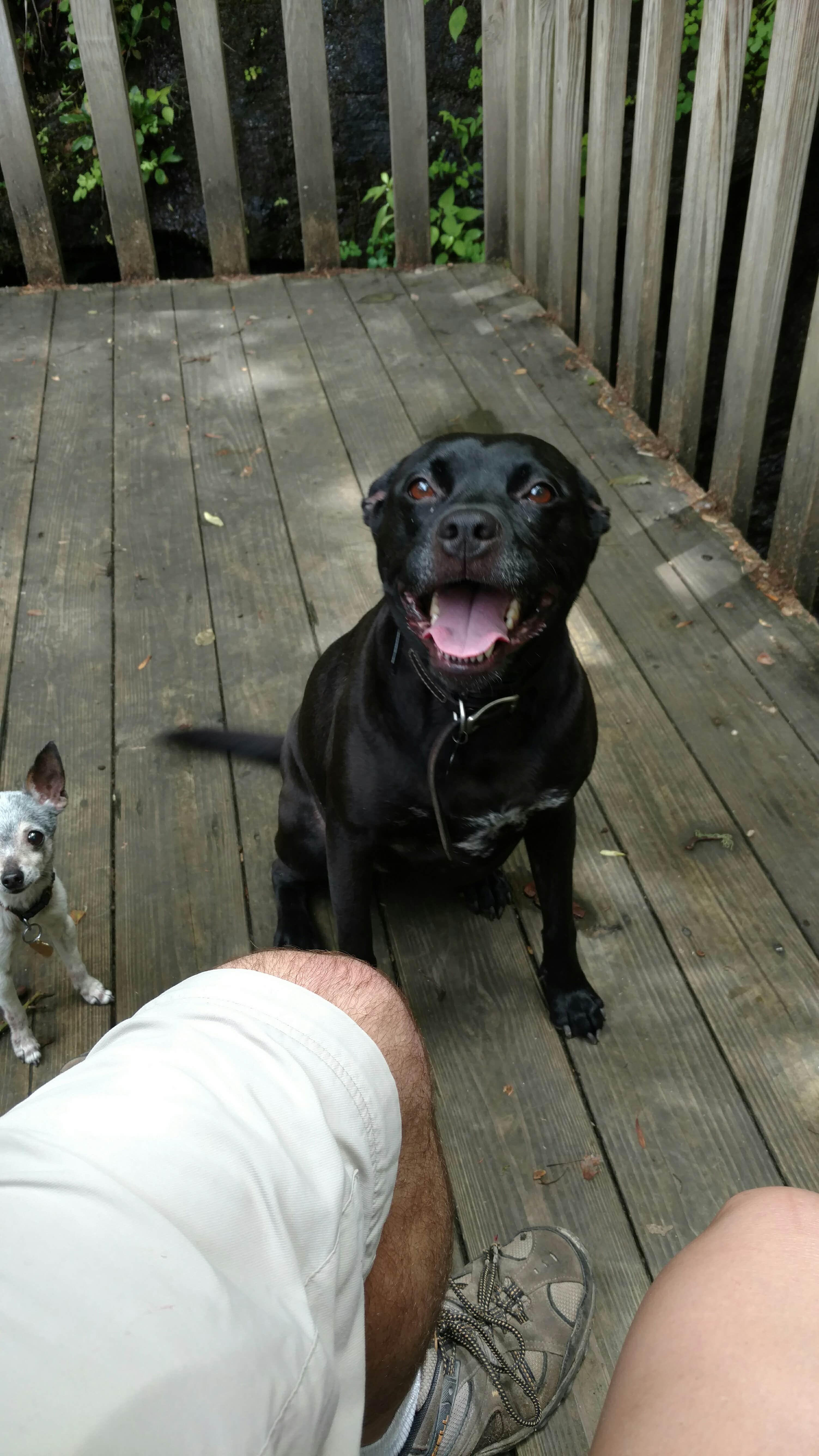 Natalie B.'s photo of camping with pets at Black Rock Mountain State Park Campground near Mount Airy, GA