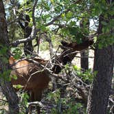 Review photo of Desert View Campground — Grand Canyon National Park by Andrew S., July 16, 2017