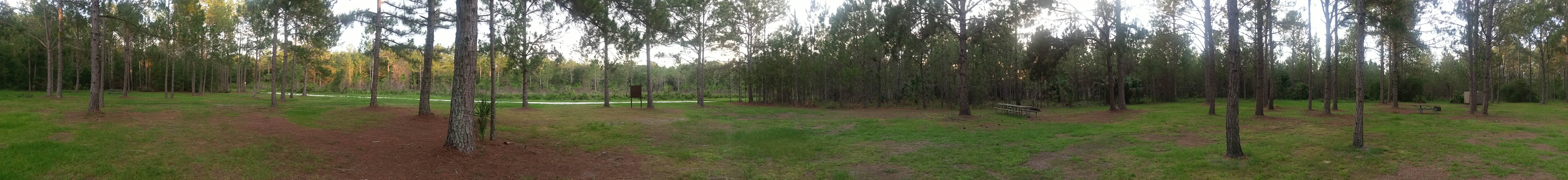 Camper submitted image from Lower Hillsborough Wilderness Preserve - 2