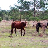 Review photo of Sea Camp Campground — Cumberland Island National Seashore by Elliott B., July 17, 2017