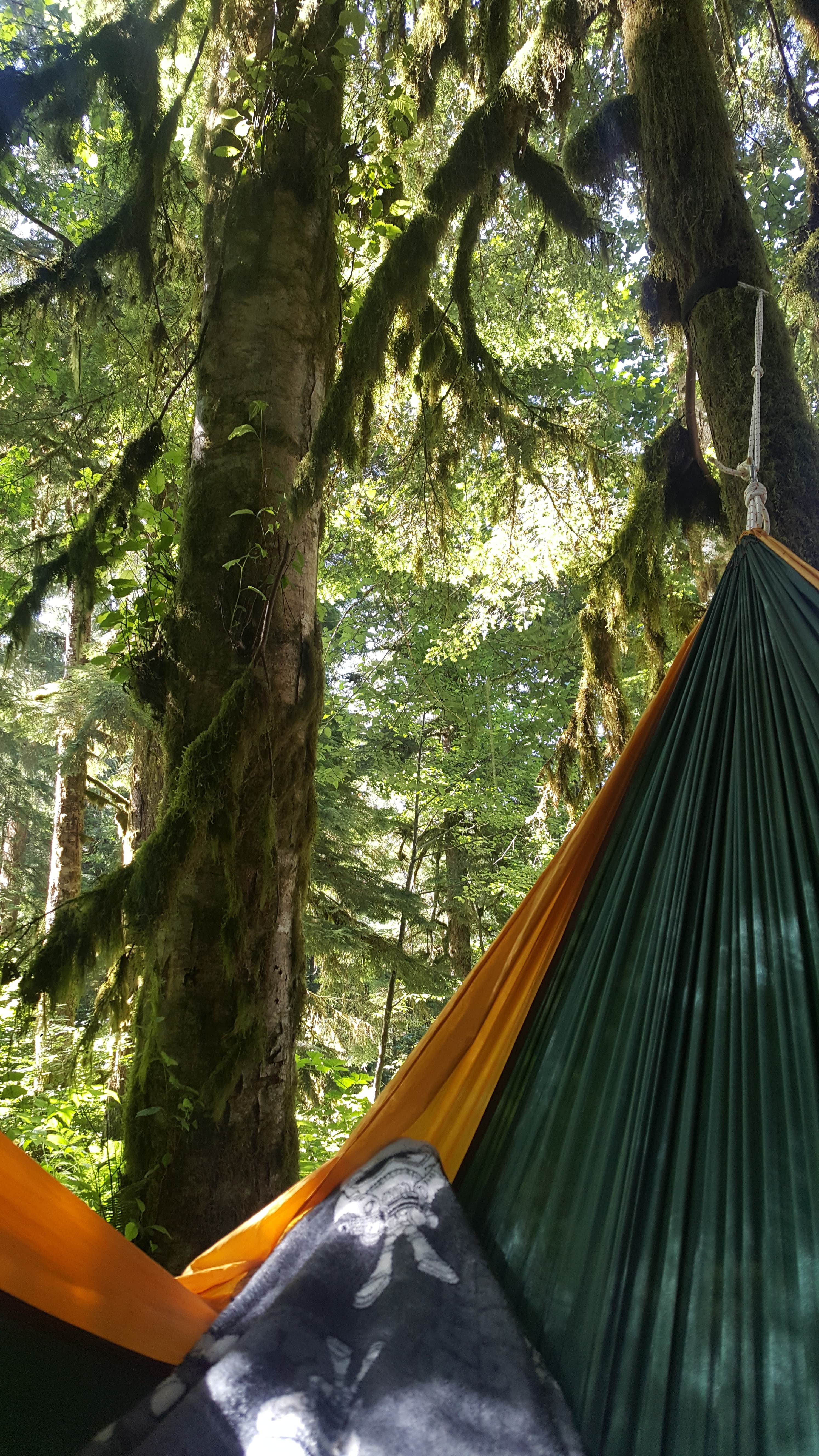 Camper submitted image from Bedal Campground - 4